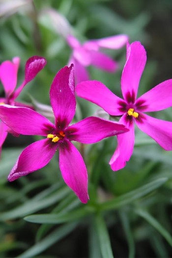 Флокс шиловидный Темискаминг (малиновый) | Phlox subulata ’Temiscaming’ | Флокс шиловидний Теміскамінг (малиновий)